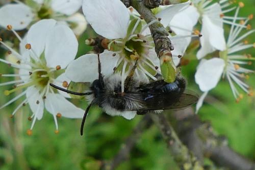 Andrena cineraria